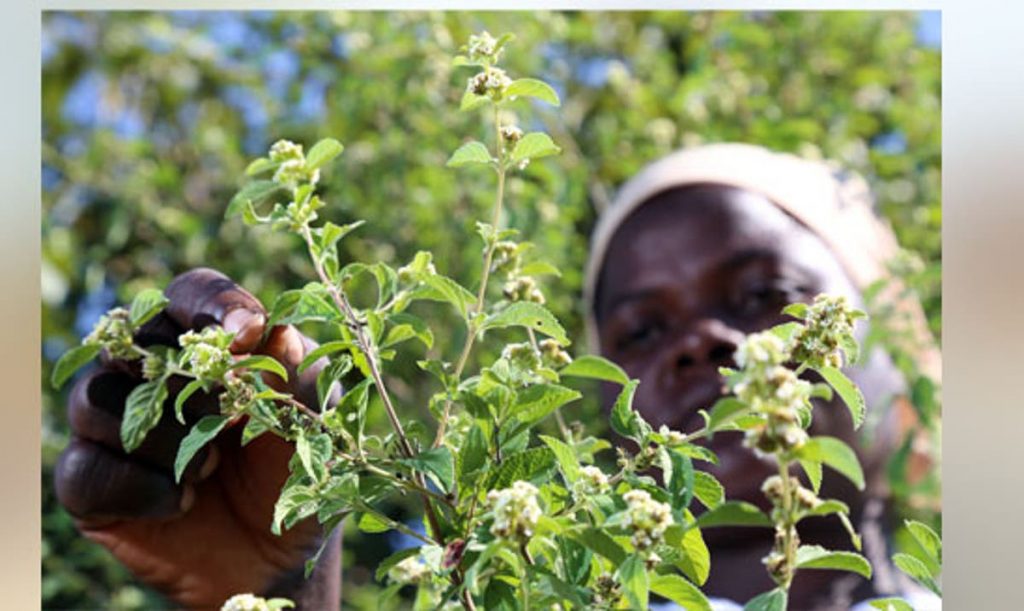 saved-by-african-herbs-or-celebrating-being-zimbabwean